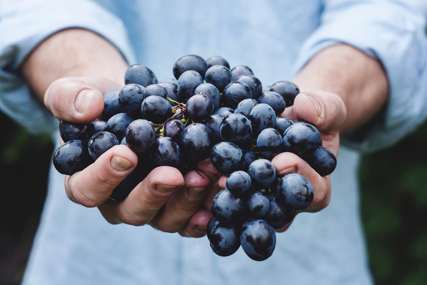 Vini internazionali: una finestra sul mondo